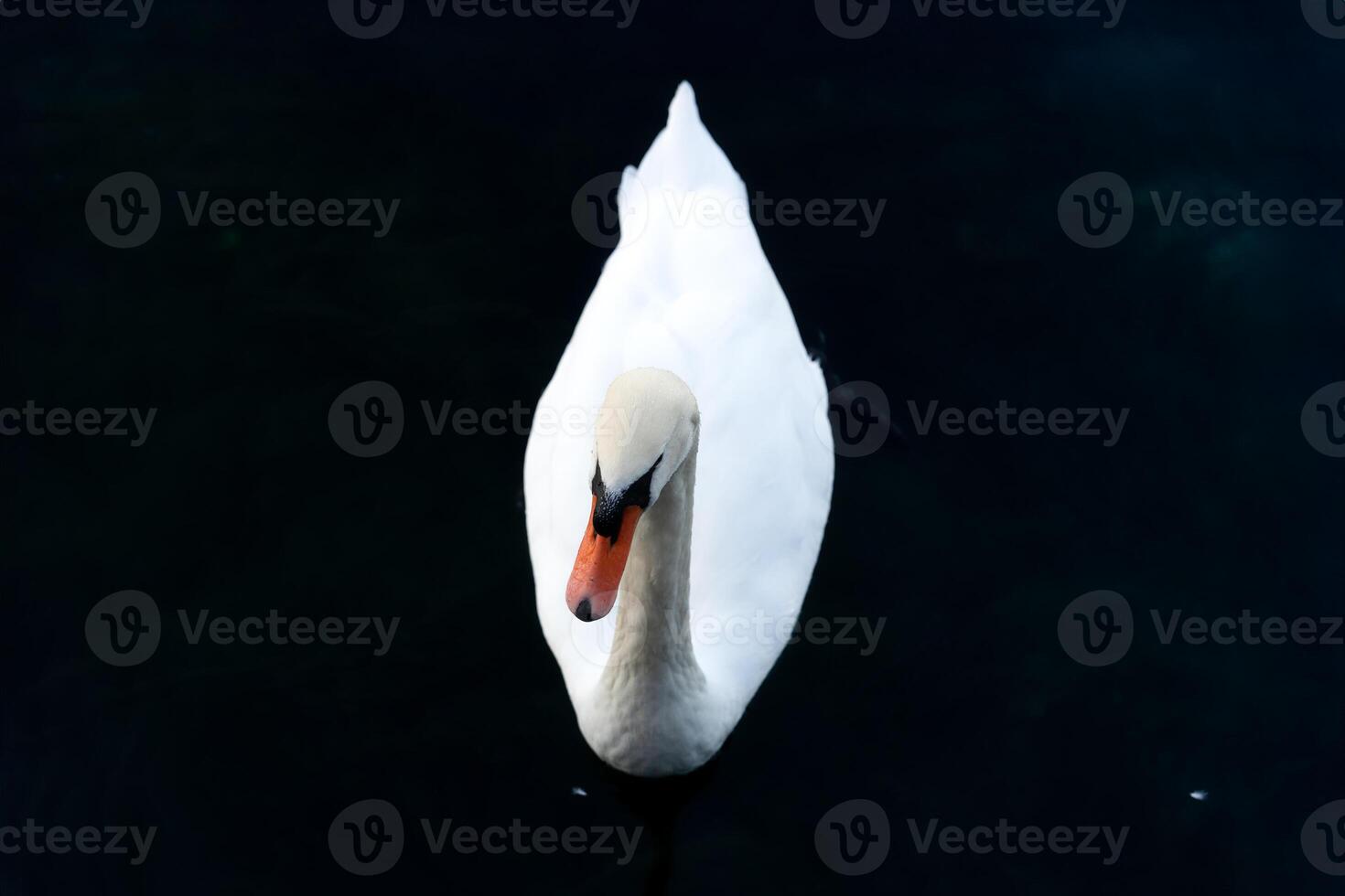 White swan floating on the lake photo