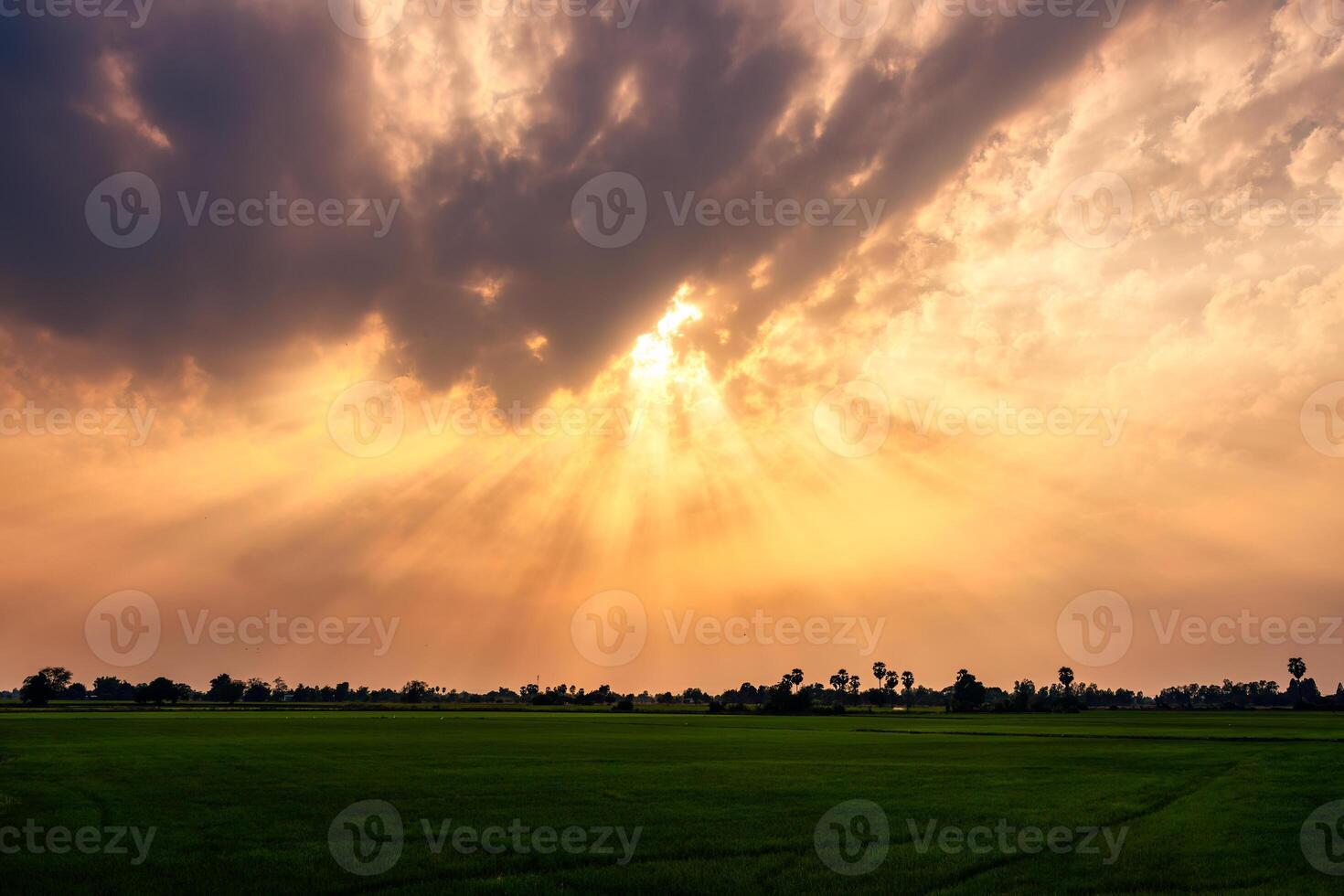 Dramatic golden sunset sky with sunbeam over rice field photo