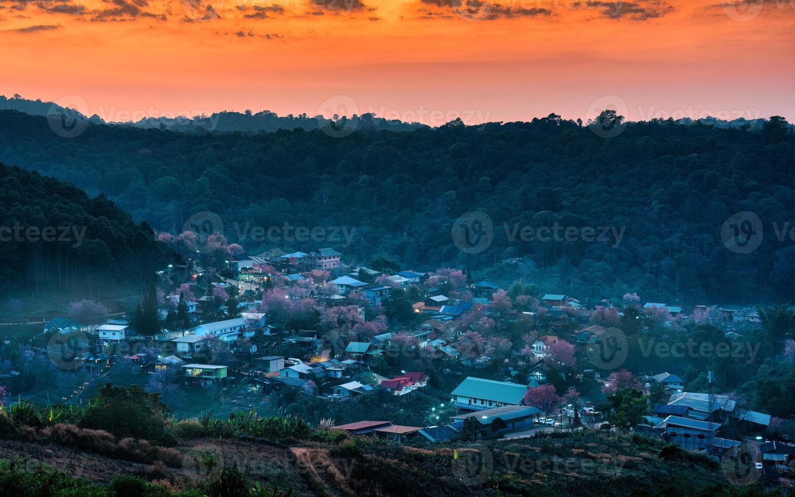Rural scene of Thai tribe village with wild himalayan cherry tree blooming in the sunset at Ban Rong Kla, Thailand photo
