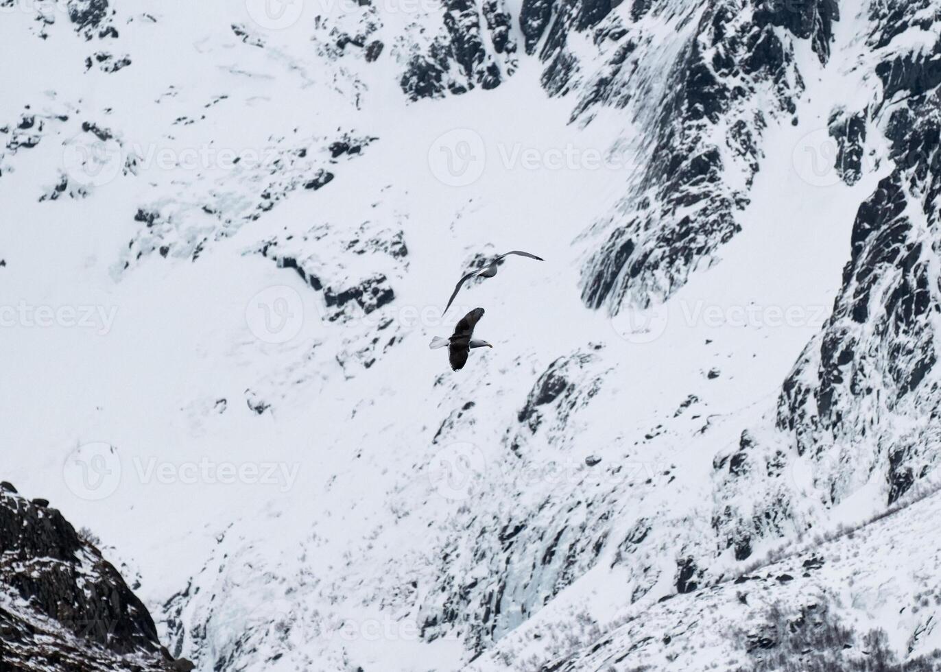 Gaviota volador en el cielo en Nevado montaña foto