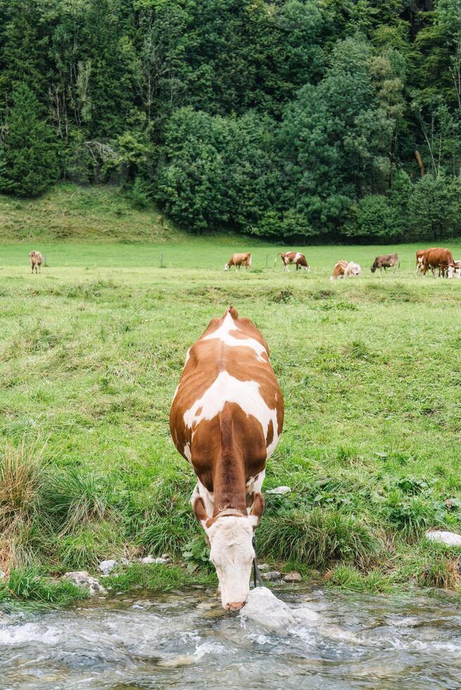 Cow is drinking water by river in pasture photo