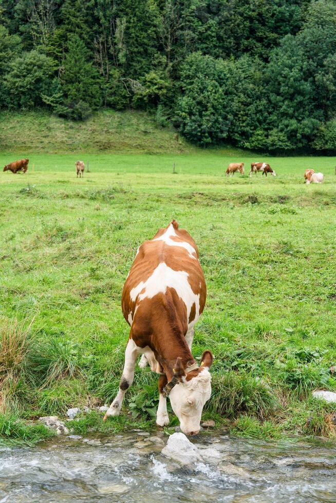 Cow is drinking water by river in pasture photo