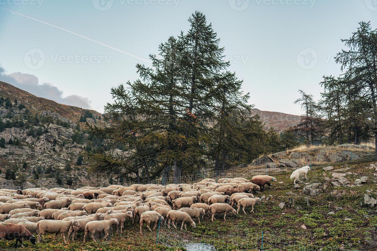 The dog is herding flock of sheep back into the stall on hill photo