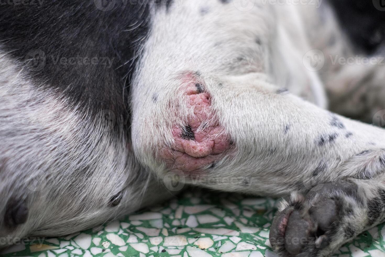 Close-up skin dog scabies disease photo