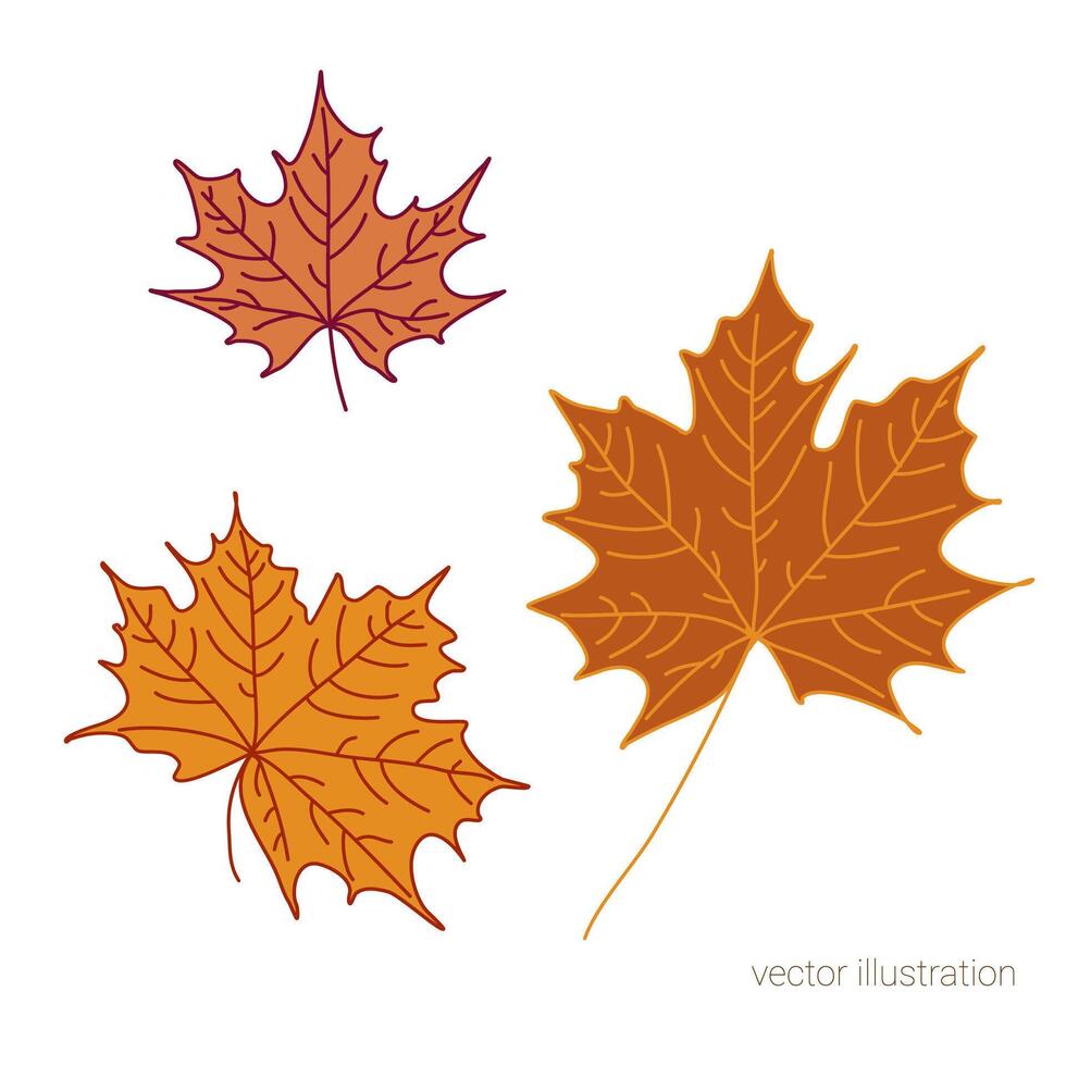 Vector set of hand drawn fall leaves of maple