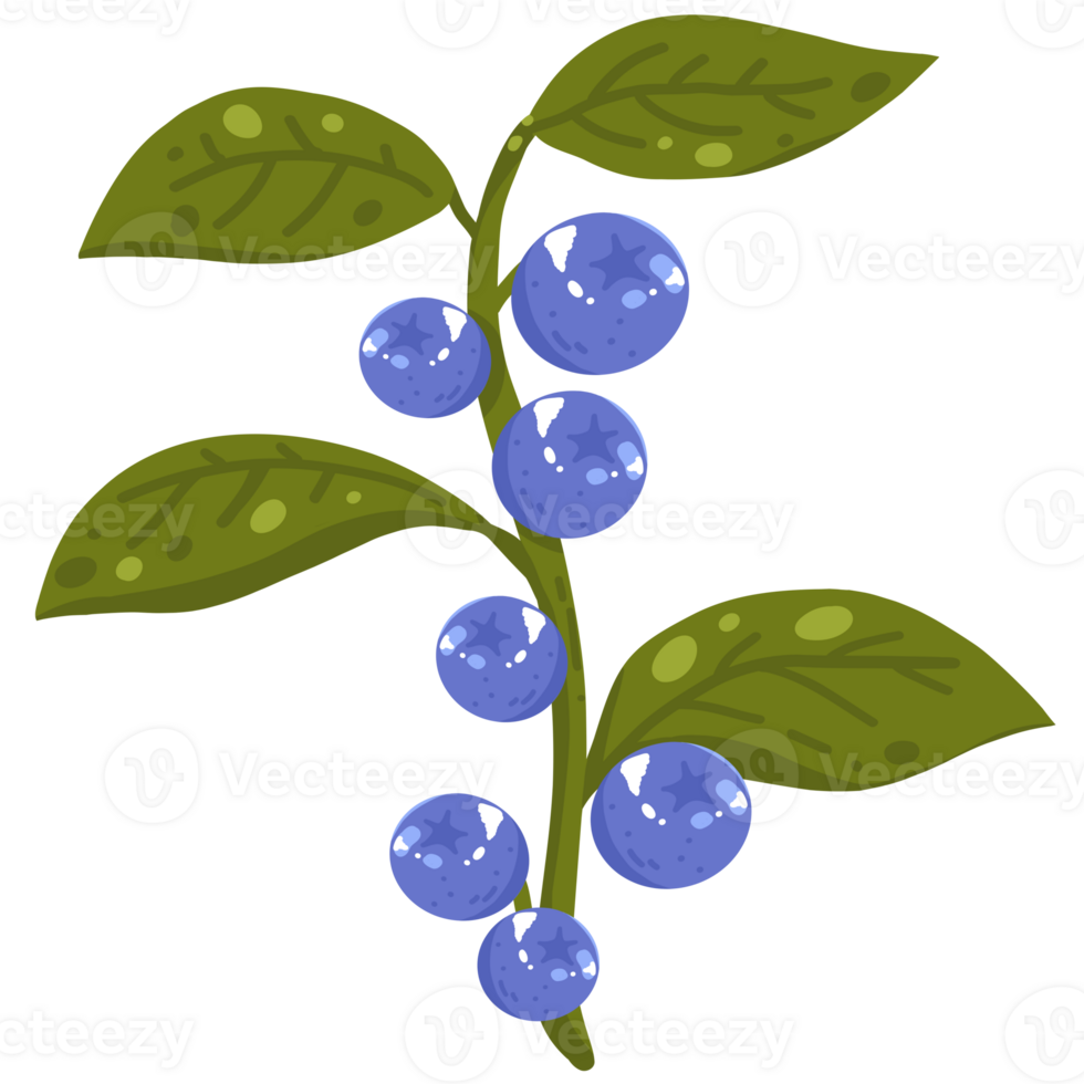 Blueberries branch illustration png