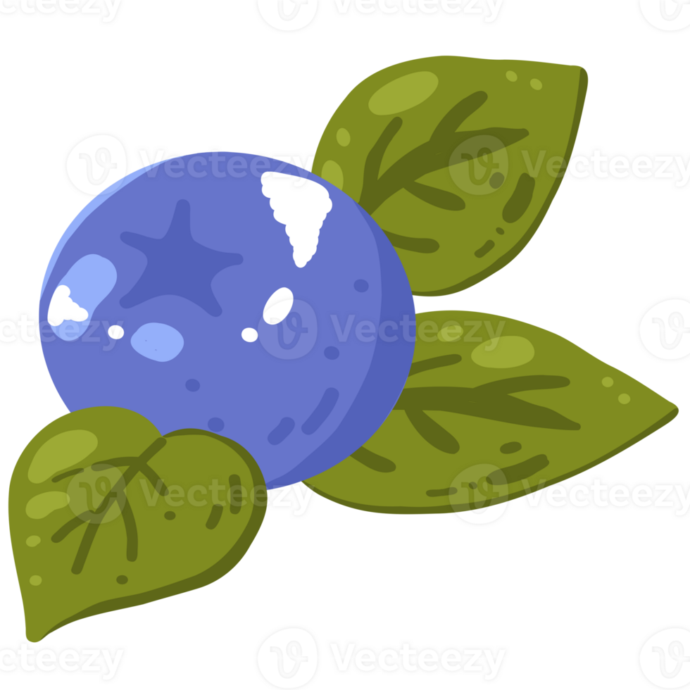 Blueberry with Green Leaves illustration png