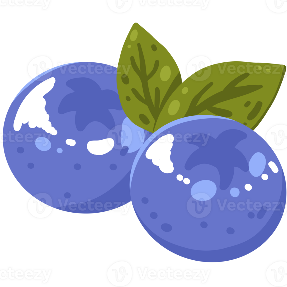 Blueberry with Green Leaves illustration png