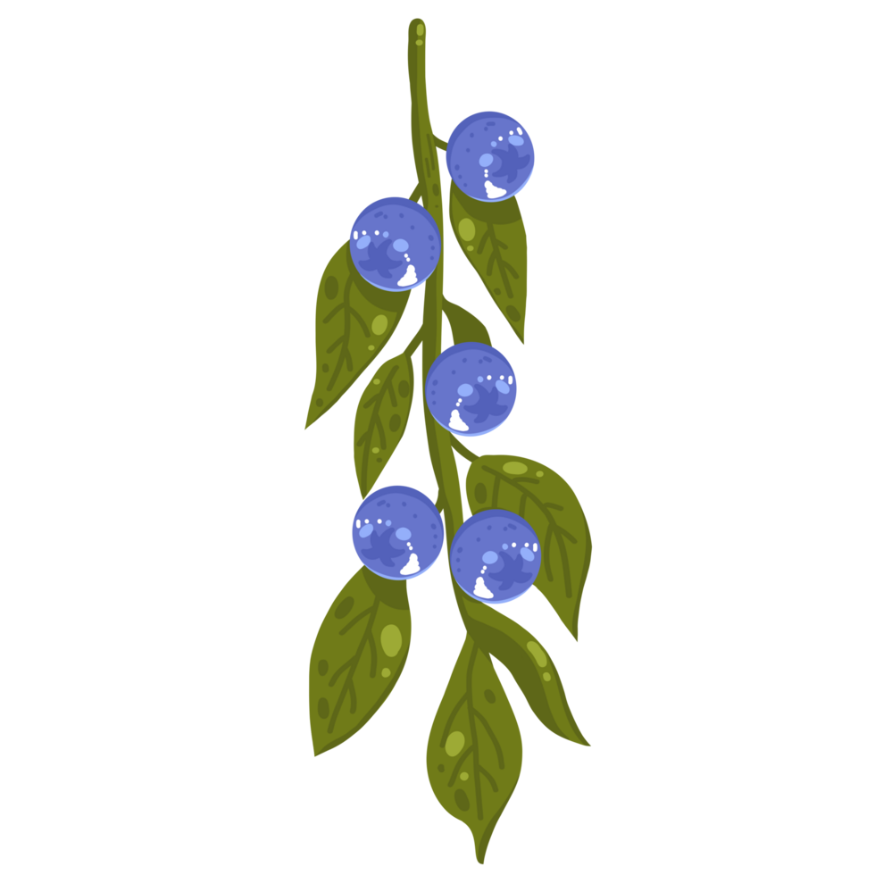 Blueberries branch illustration png