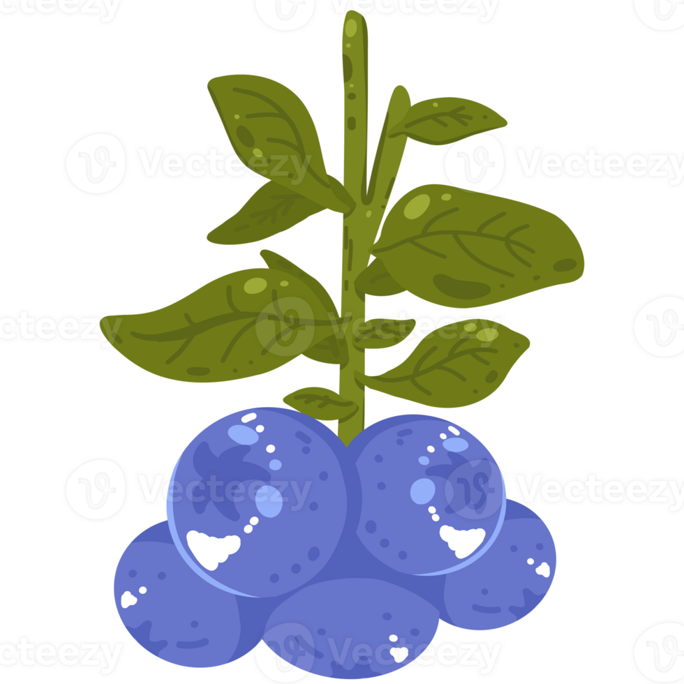 Blueberries branch illustration png