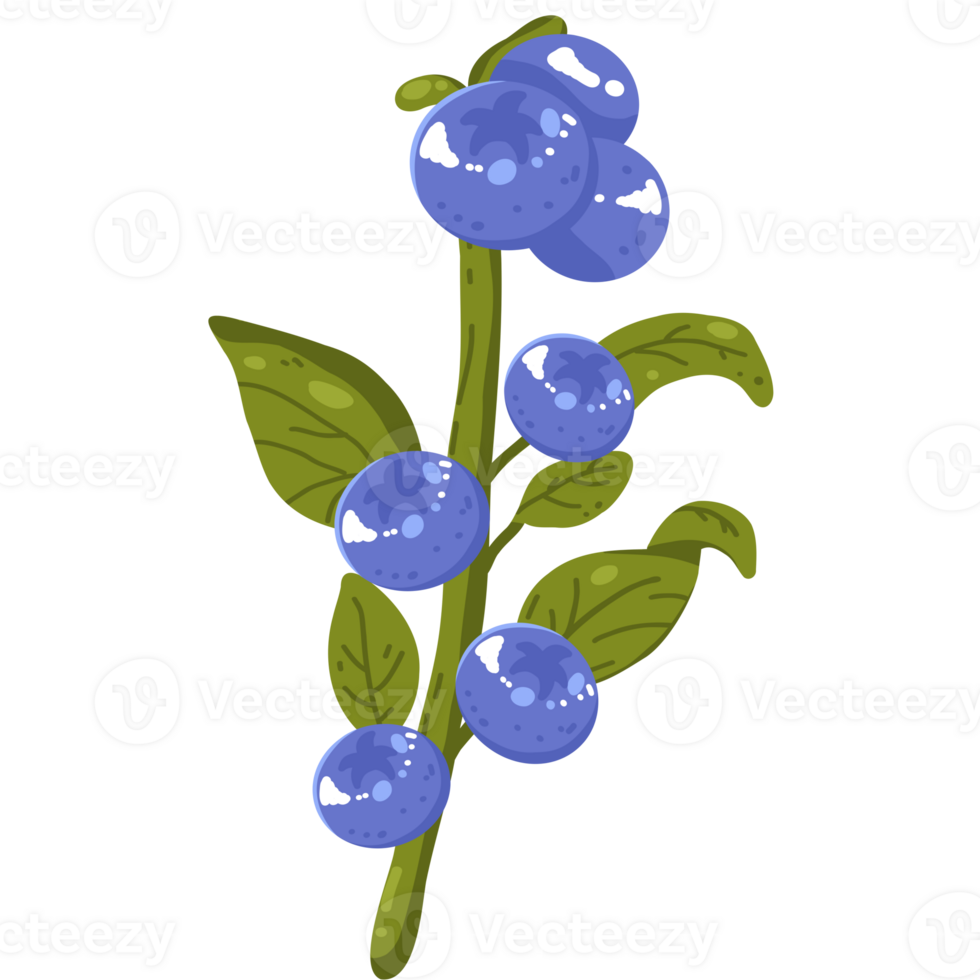 Blueberries branch illustration png