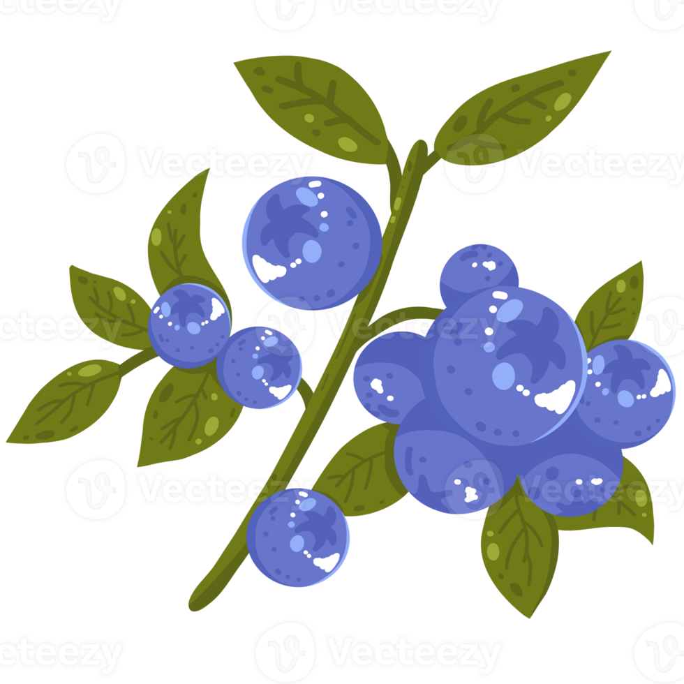 Blueberries branch illustration png