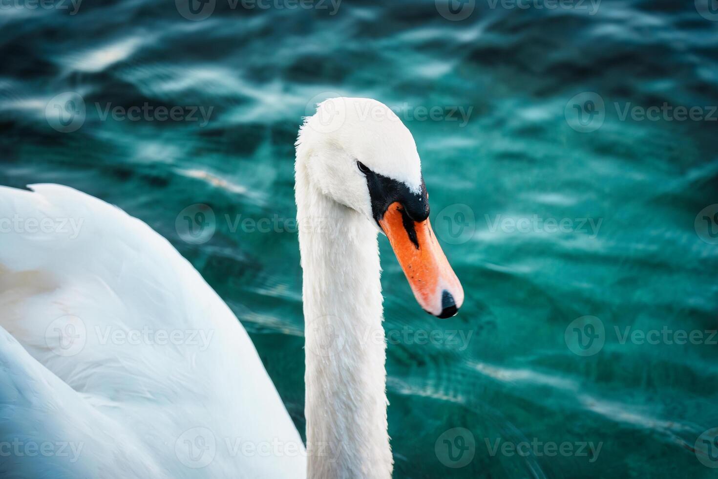 White swan or Cygnus olor floating on the lake photo