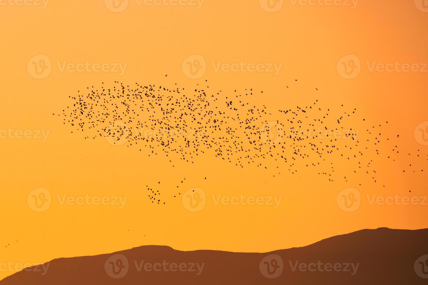 Flock of bird flying in the orange sky photo