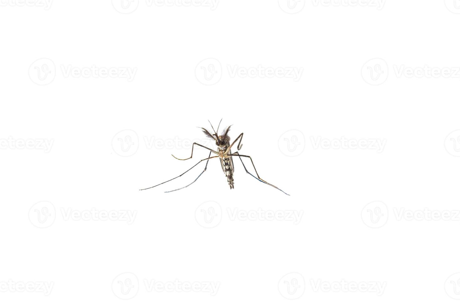 Aedes mosquitoes, Common house mosquito. Isolated on white background photo