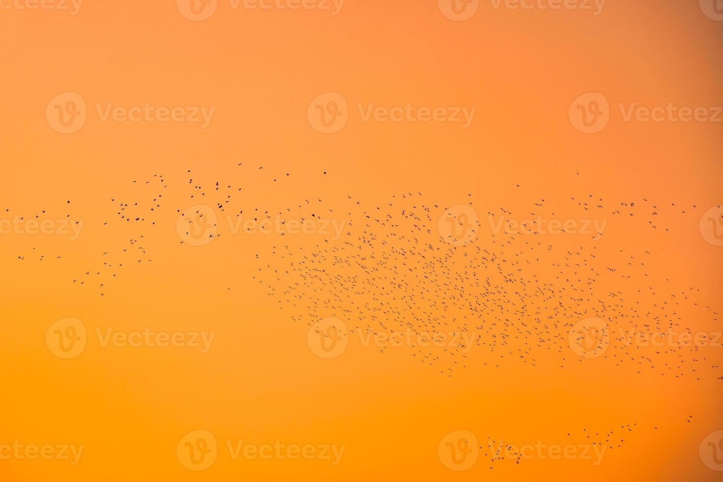 Flock of bird flying in the orange sky photo