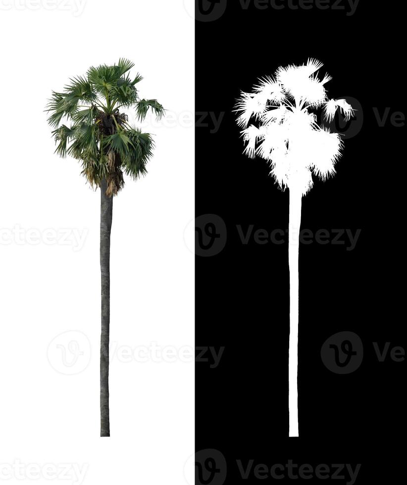 sugar palm that are isolated on a white background are suitable for both printing and web pages photo