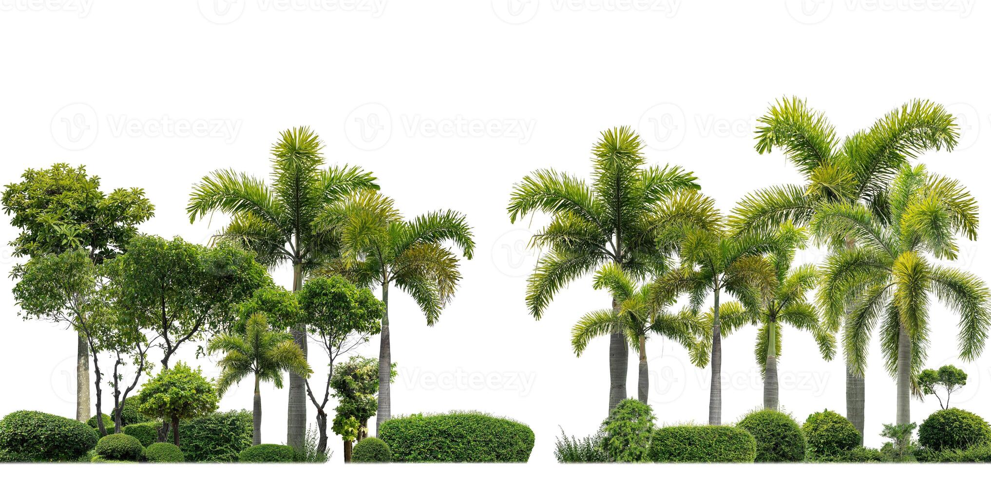 verde arbustos, ornamental plantas, jardines o parques aislado en blanco antecedentes con recorte camino y alfa canal. foto