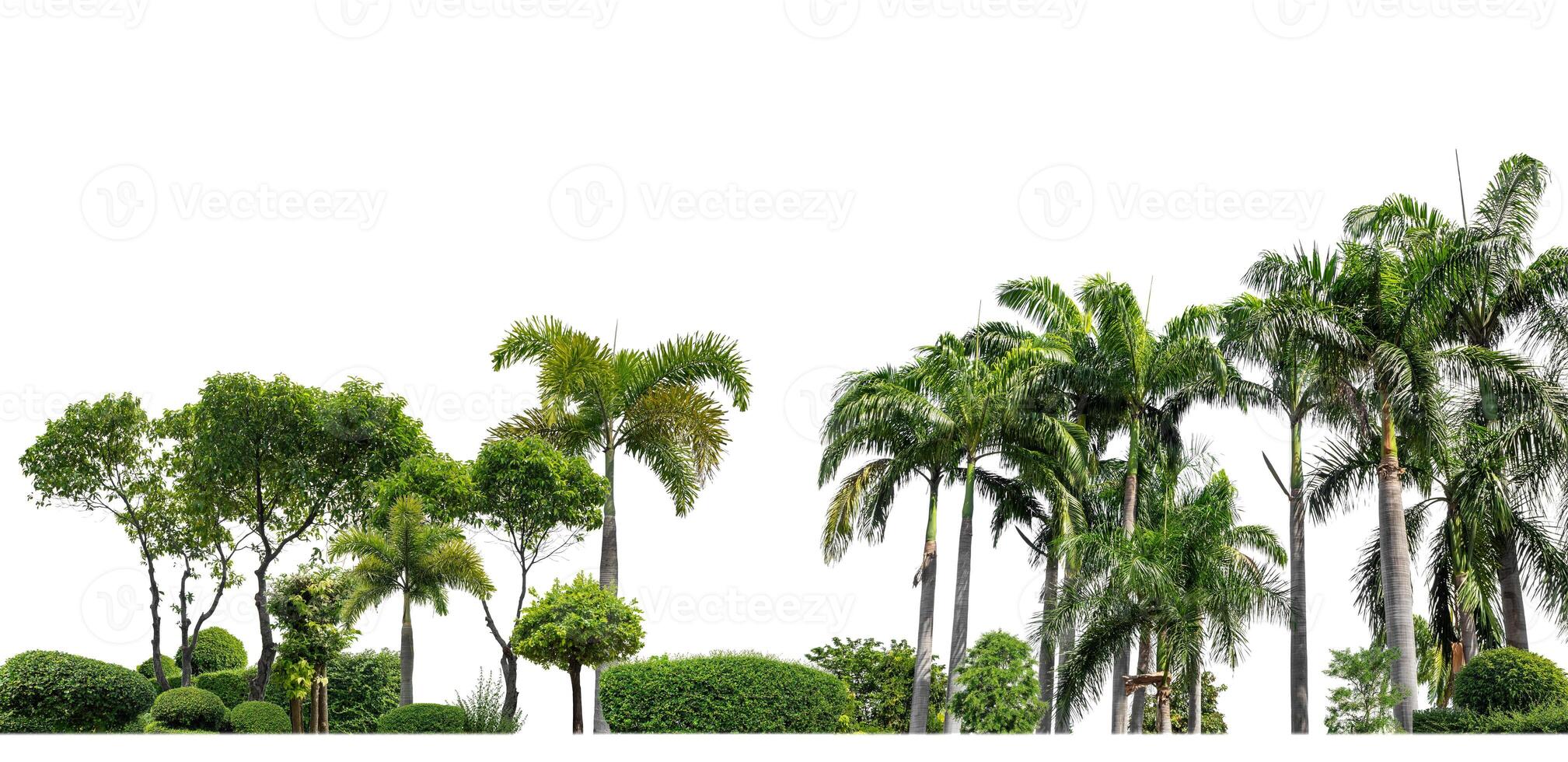 Green shrubs, ornamental plants, gardens or parks. Isolated on white background with clipping path and alpha channel. photo