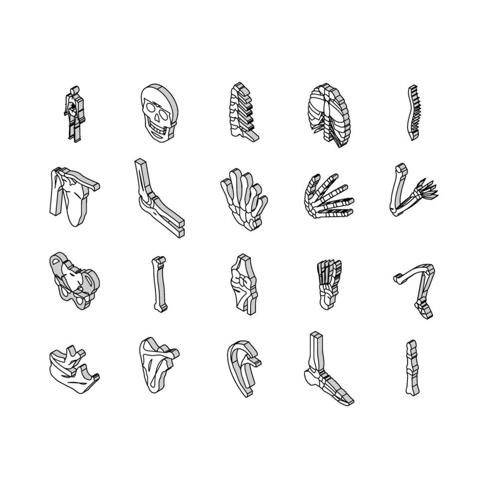 Bone Human Skeleton Structure isometric icons set vector