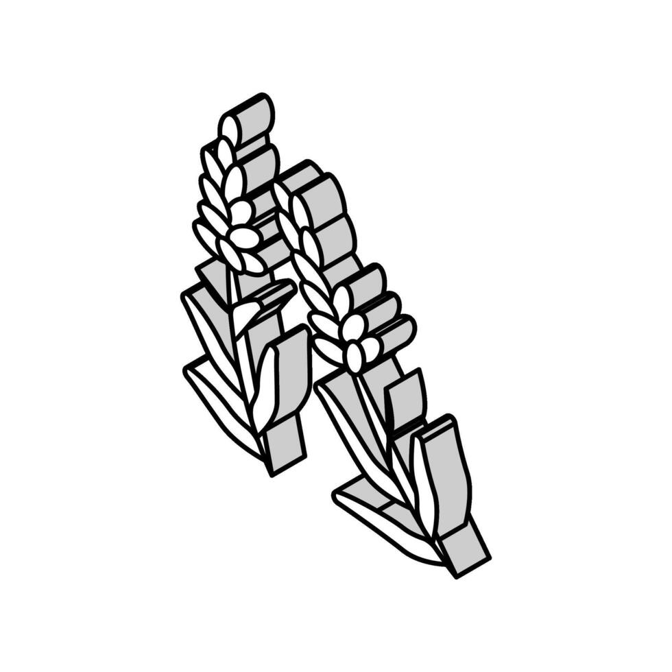 lavanda hierba isométrica icono vector ilustración