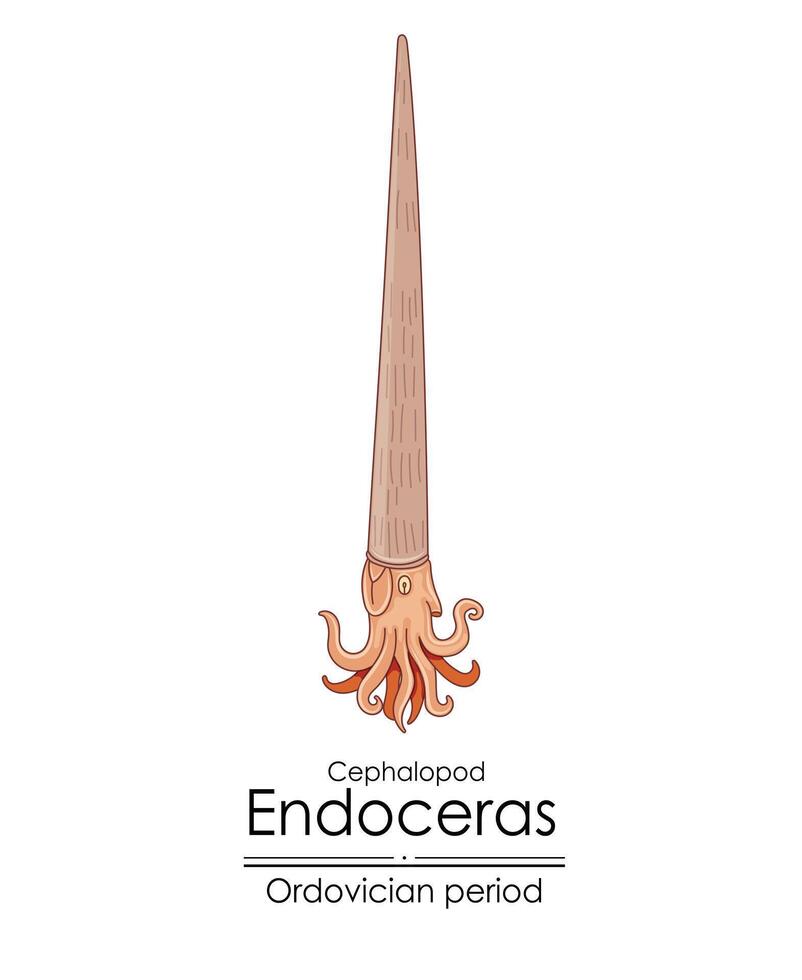 endoceras, un ordovícico período cefalópodo vector