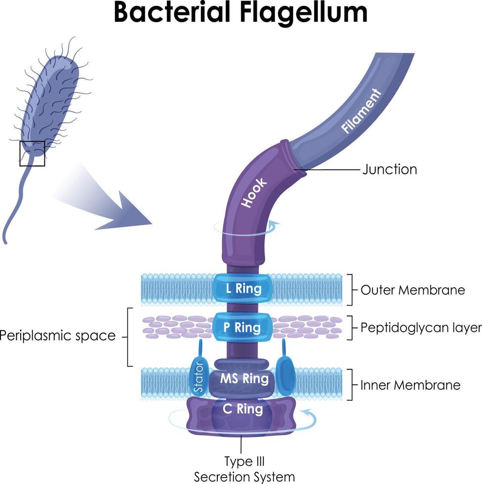 bacteriano flagelo es un en forma de cola estructura vector