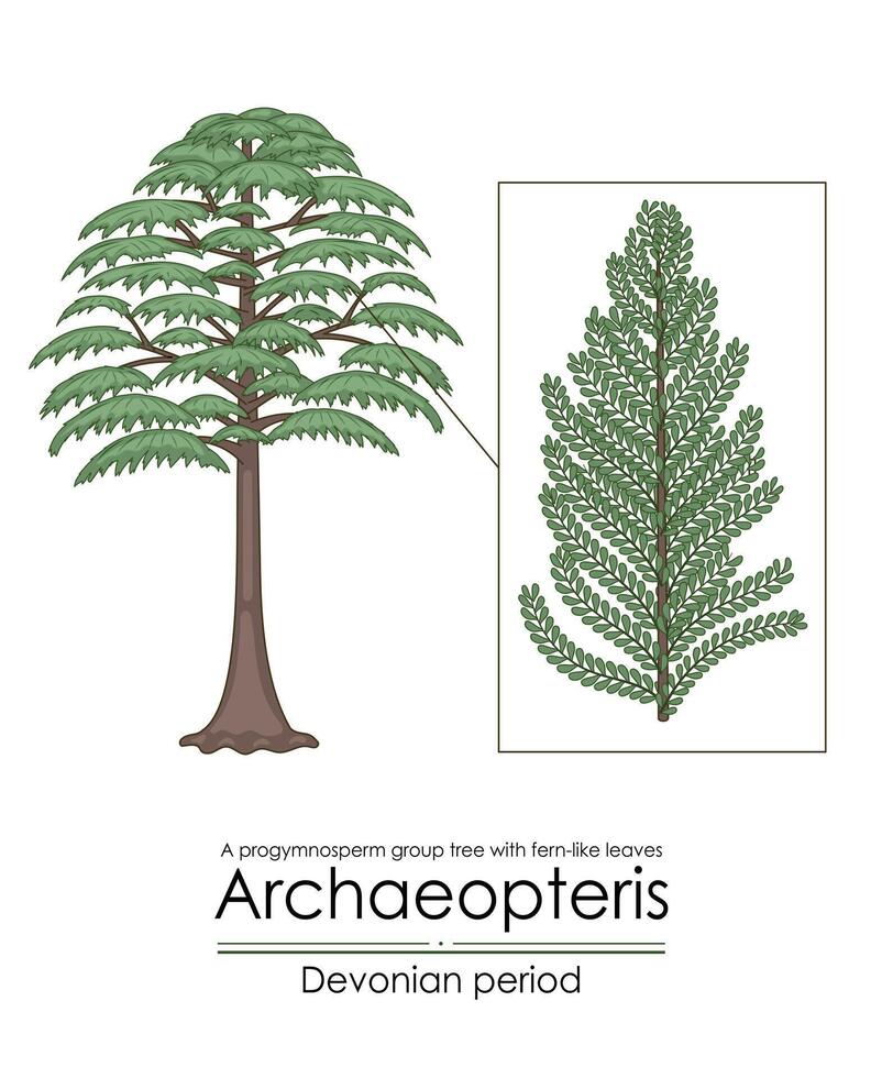 arqueopteris, el más temprano conocido leñoso árbol, vector