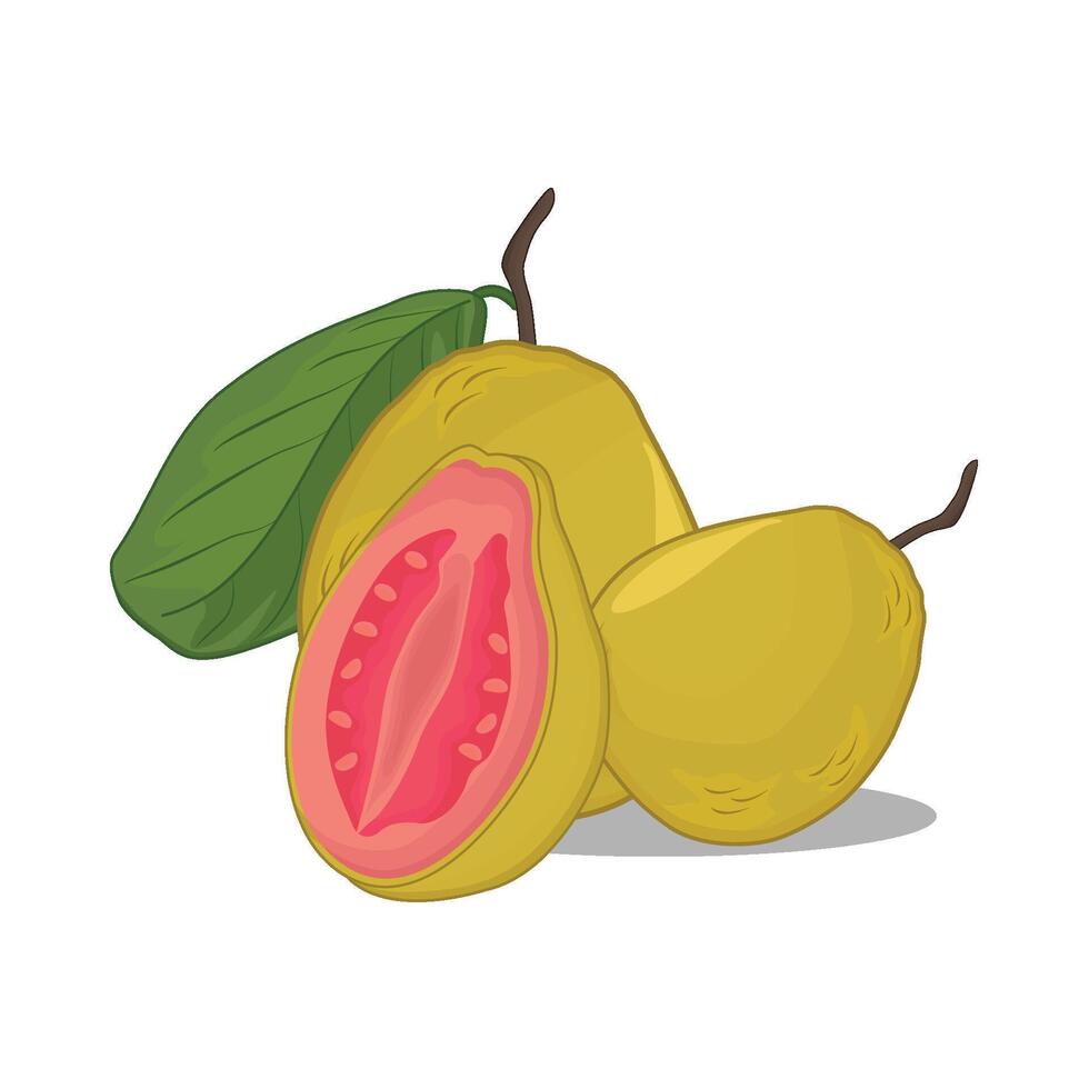 illustration of guava vector