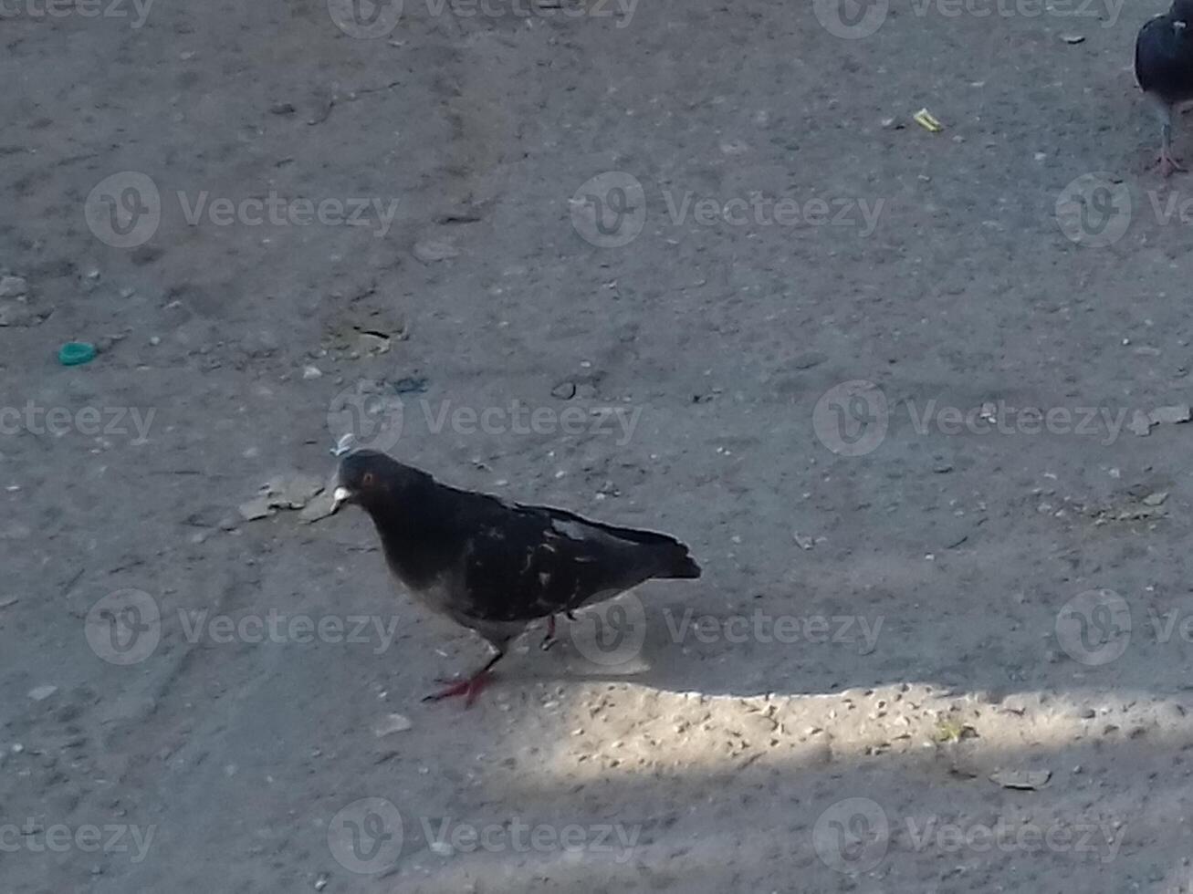 black pigeon on the ground is searching for food on concrete path. An outdoor view of an isolated and lone bird, pigeon is hunting for food grains in an early morning in a public place. photo