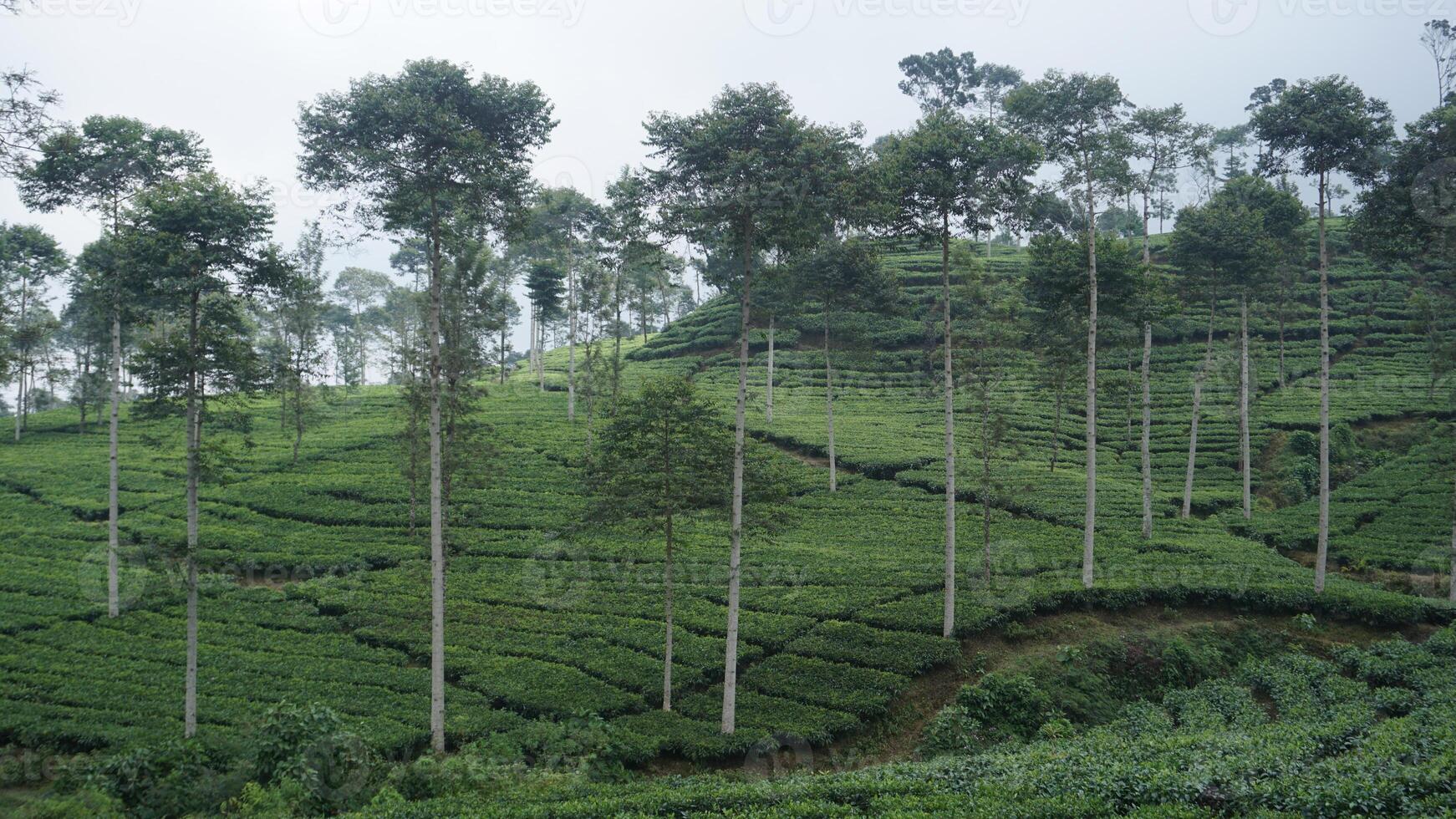 The expanse of tea gardens at the foot of the mountain creates a calm atmosphere photo