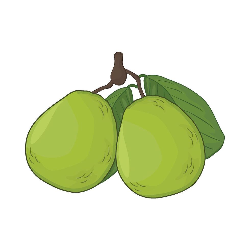 illustration of guava vector