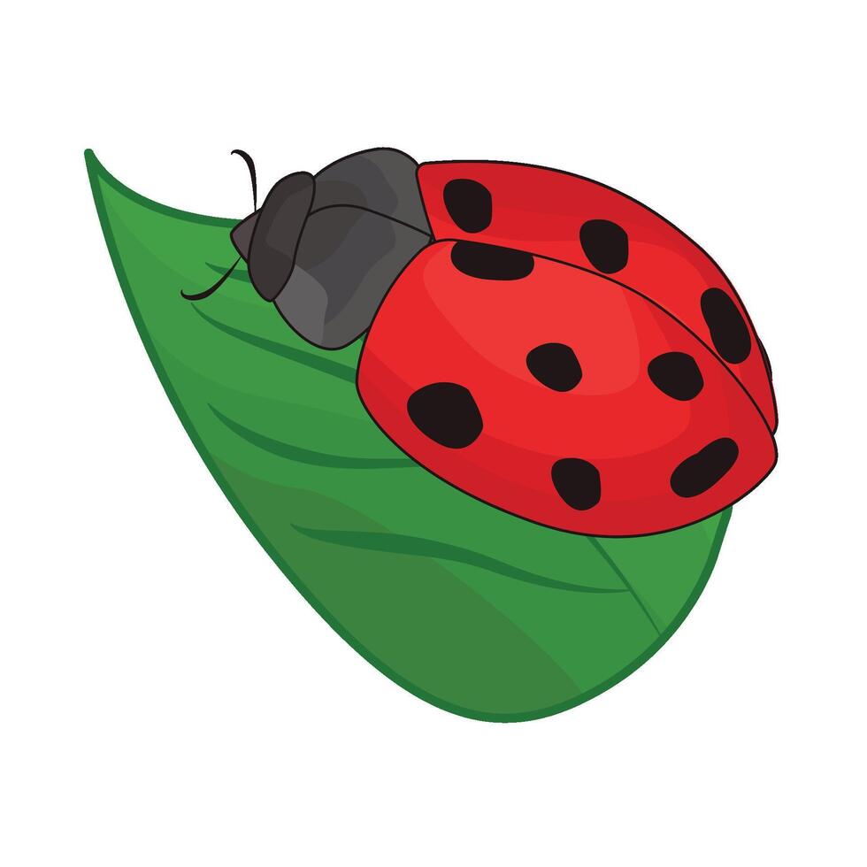 illustration of ladybug vector