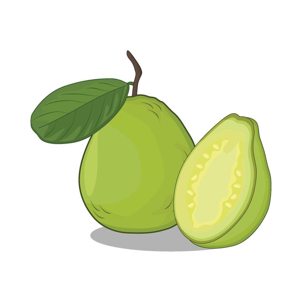 illustration of guava vector