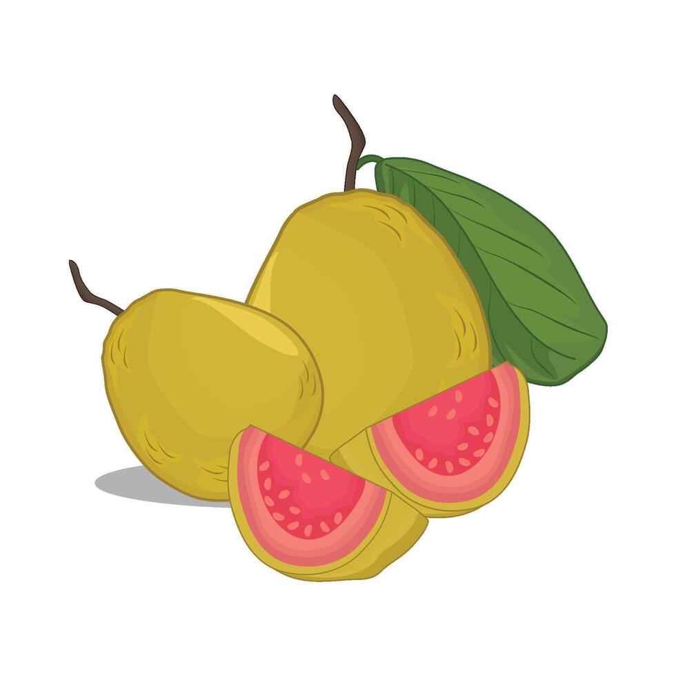 illustration of guava vector