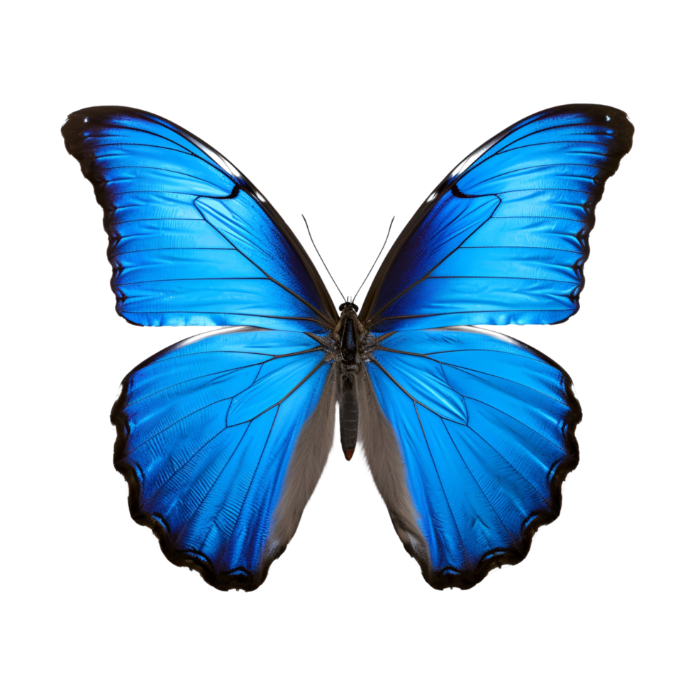 AI generated Blue morpho butterfly isolated on transparent background  generative AI png