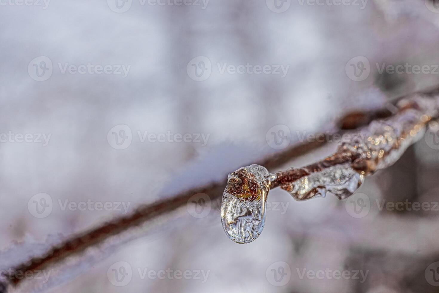 Image of a tree bud covered in ice in sunlight photo