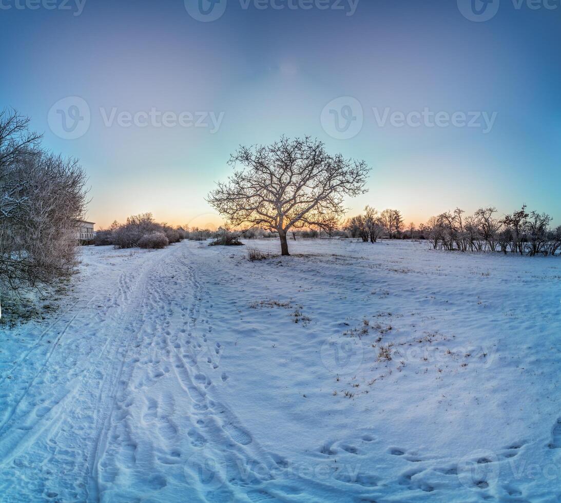 Picture of a snow-covered path in a wintry forest in the evening photo