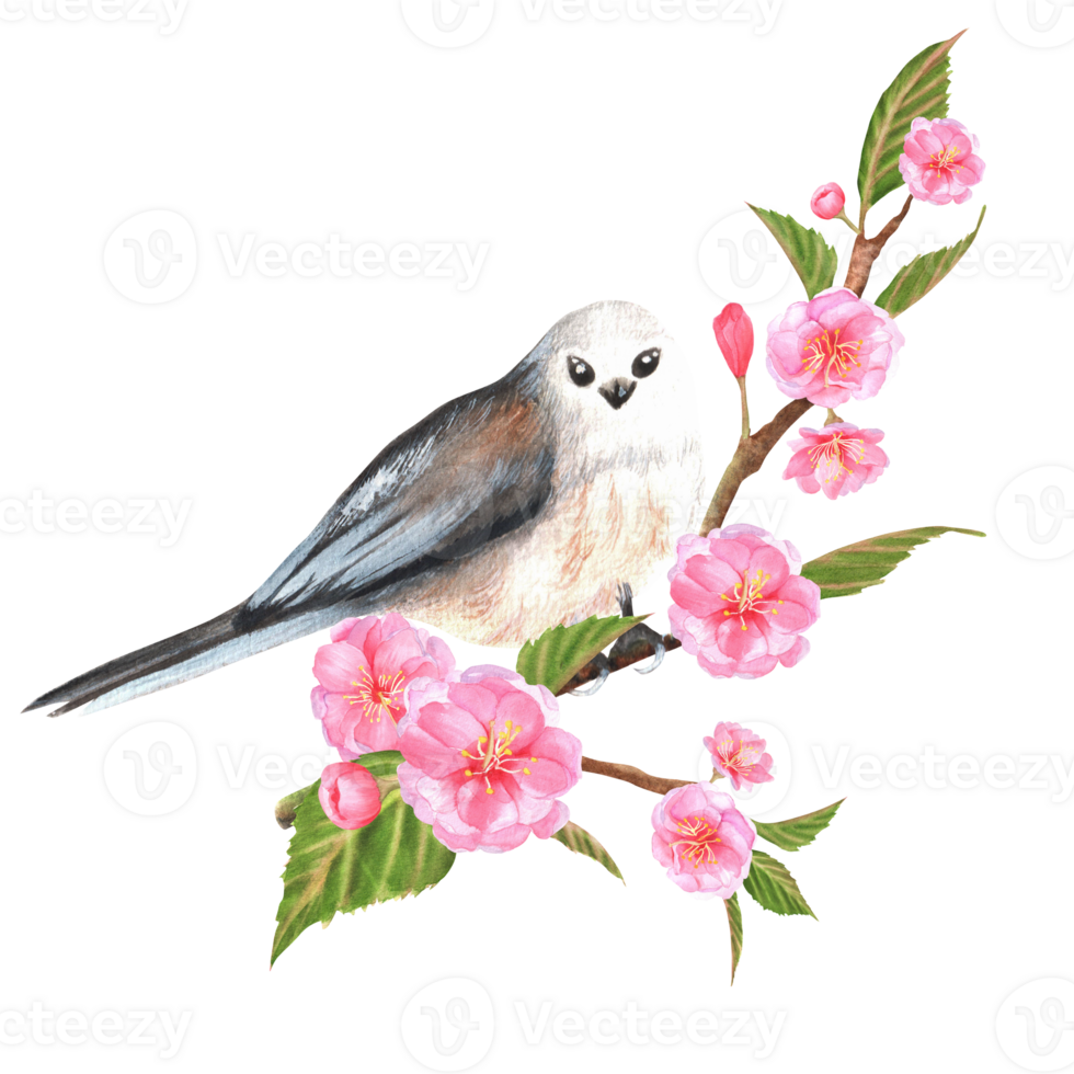 Hand-drawn watercolor illustration. Long-tailed titmouse bird sitting on the branch of sakura with pink flowers and leaves png