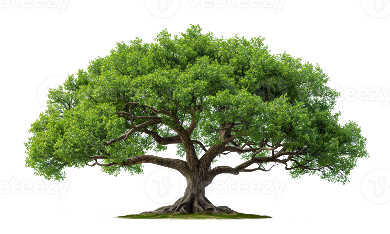 AI generated big green tree isolate on transparent background png file