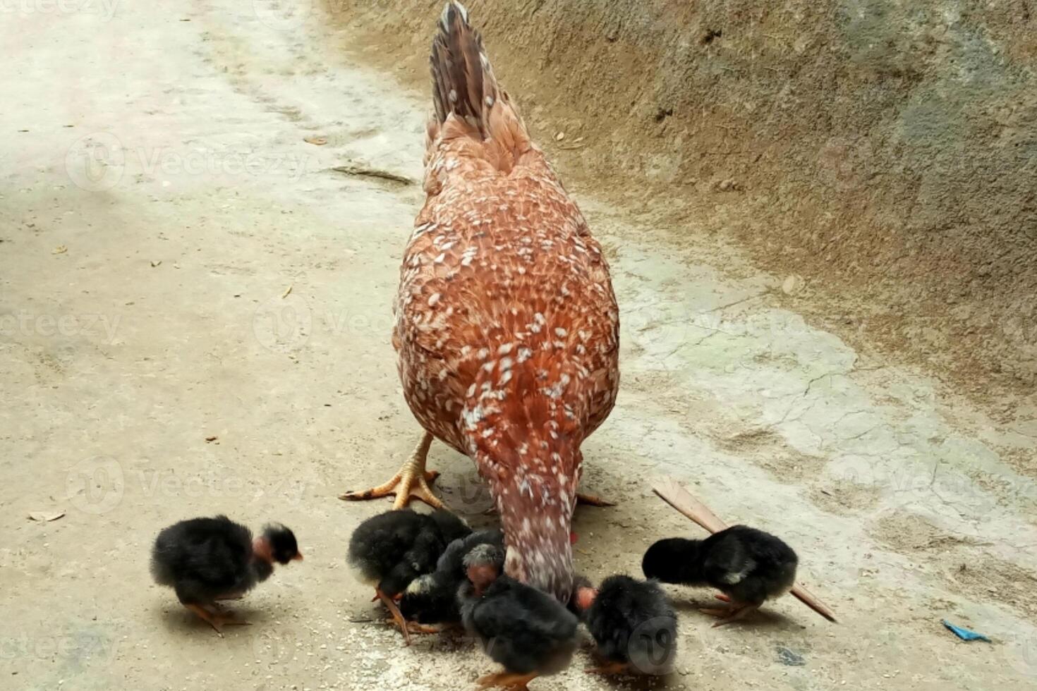 madre gallina alimentación linda polluelos foto