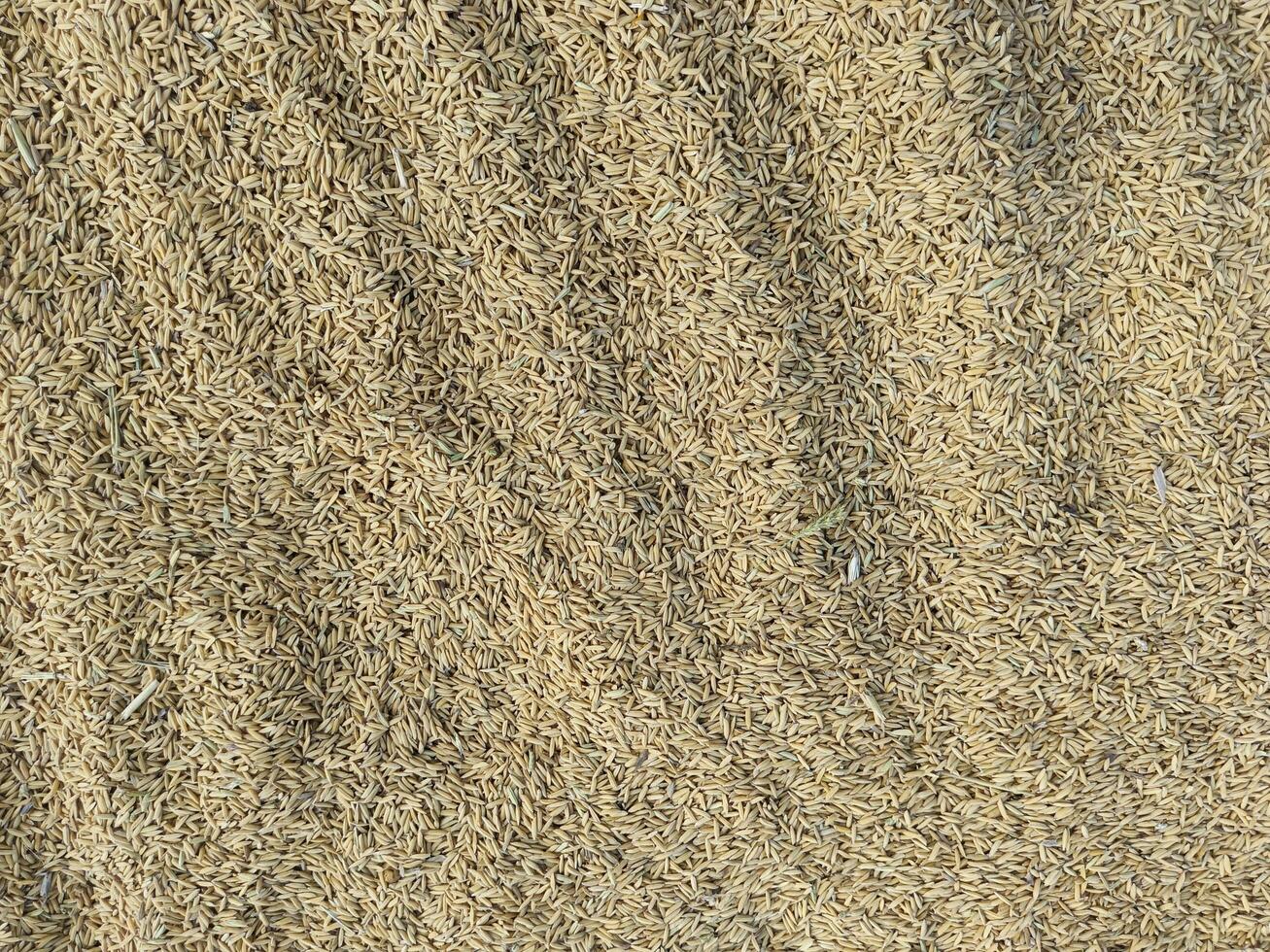 Paddy rice grain drying on a wide field photo