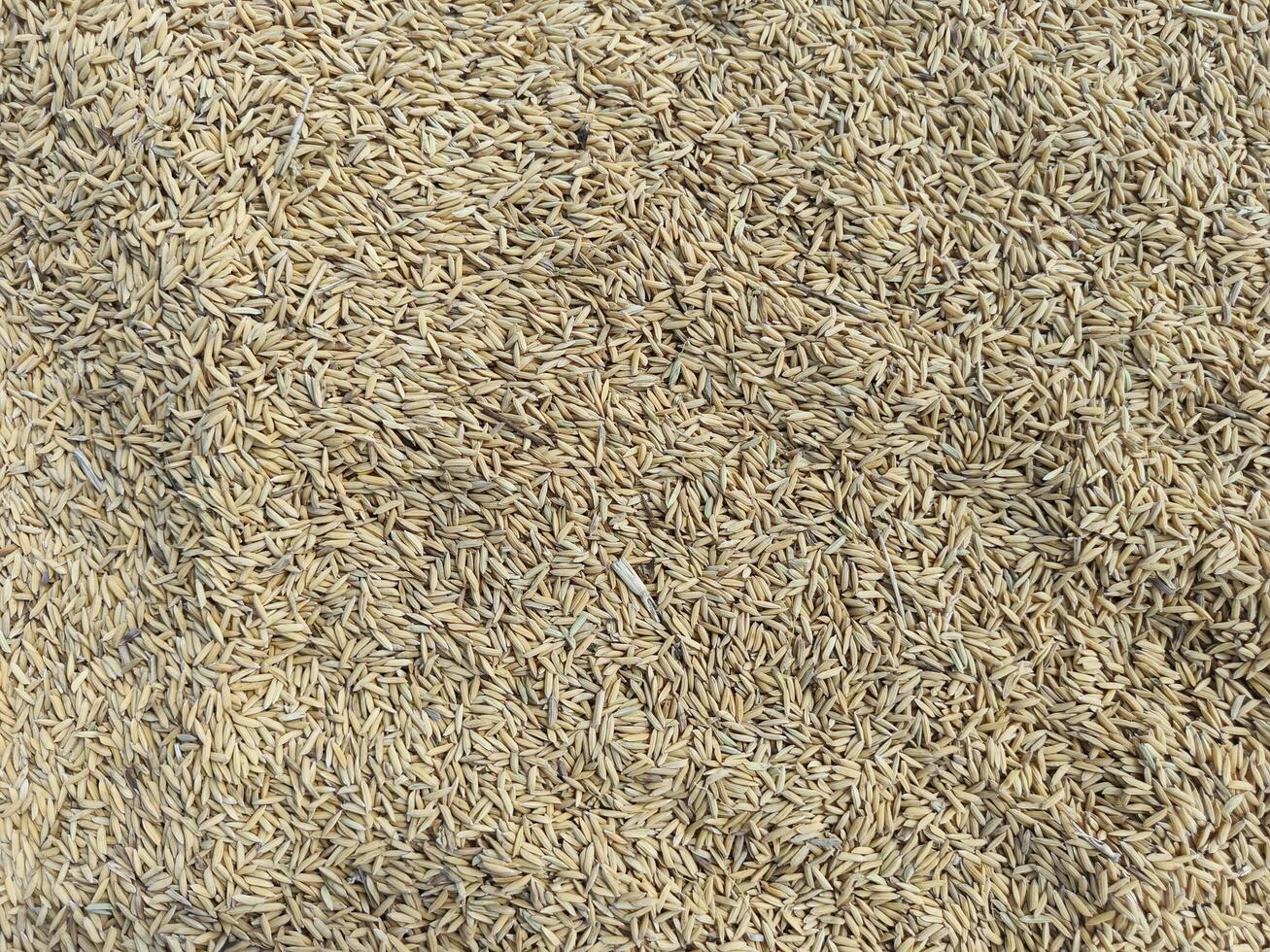 Paddy rice grain drying on a wide field photo