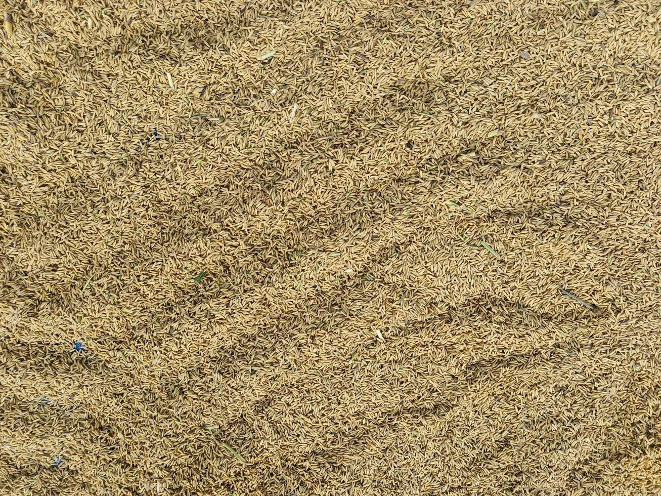 Paddy rice grain drying on a wide field photo