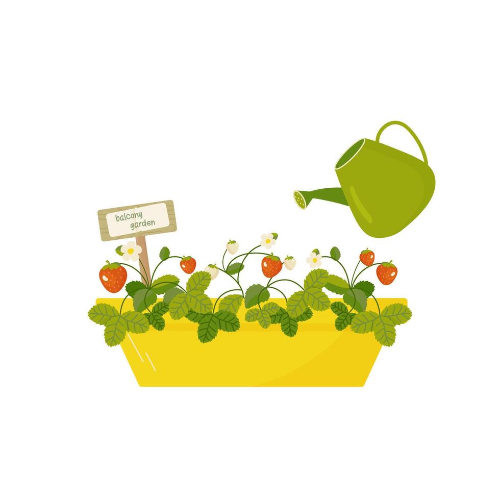 watering potted strawberries. Home growing concept in cartoon style for card, print, sticker, postcard. vector