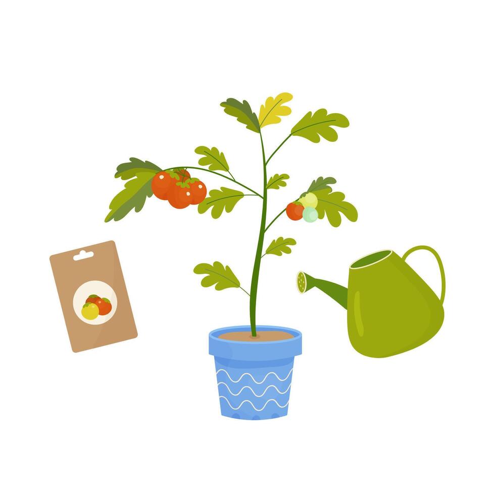 Watering and growing tomato peppers in a pot on the balcony. Home growing concept in cartoon style vector