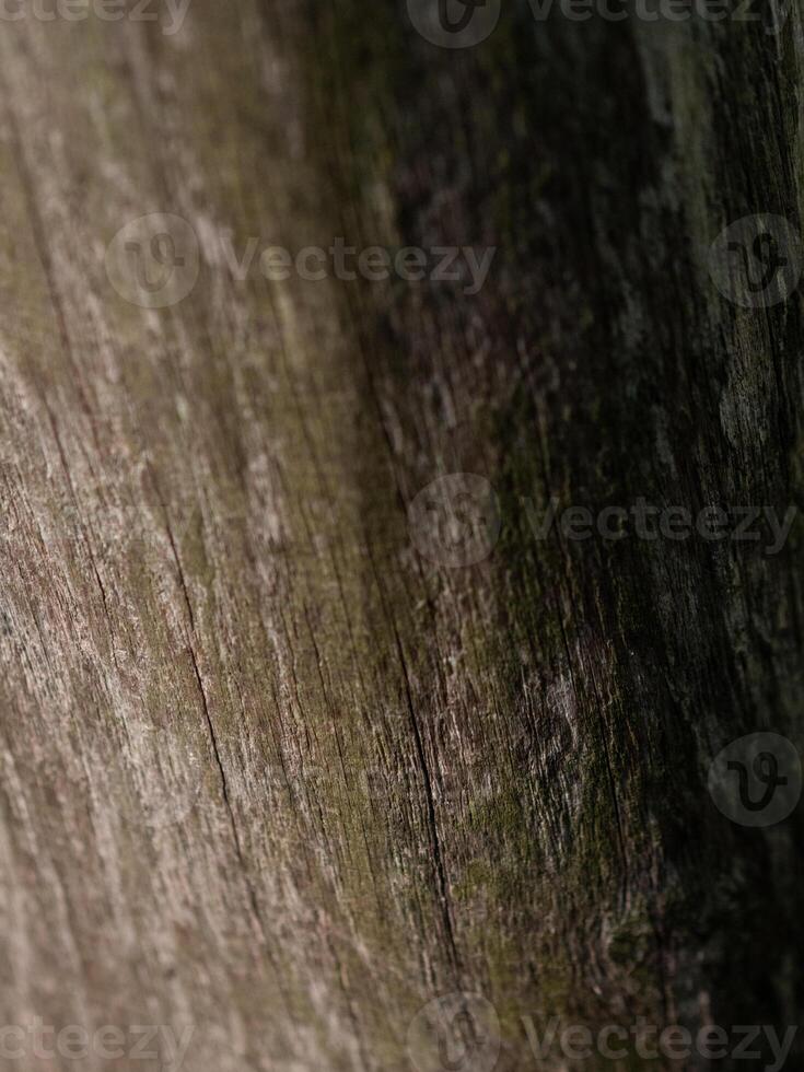 Grey texture of a wooden pole photo