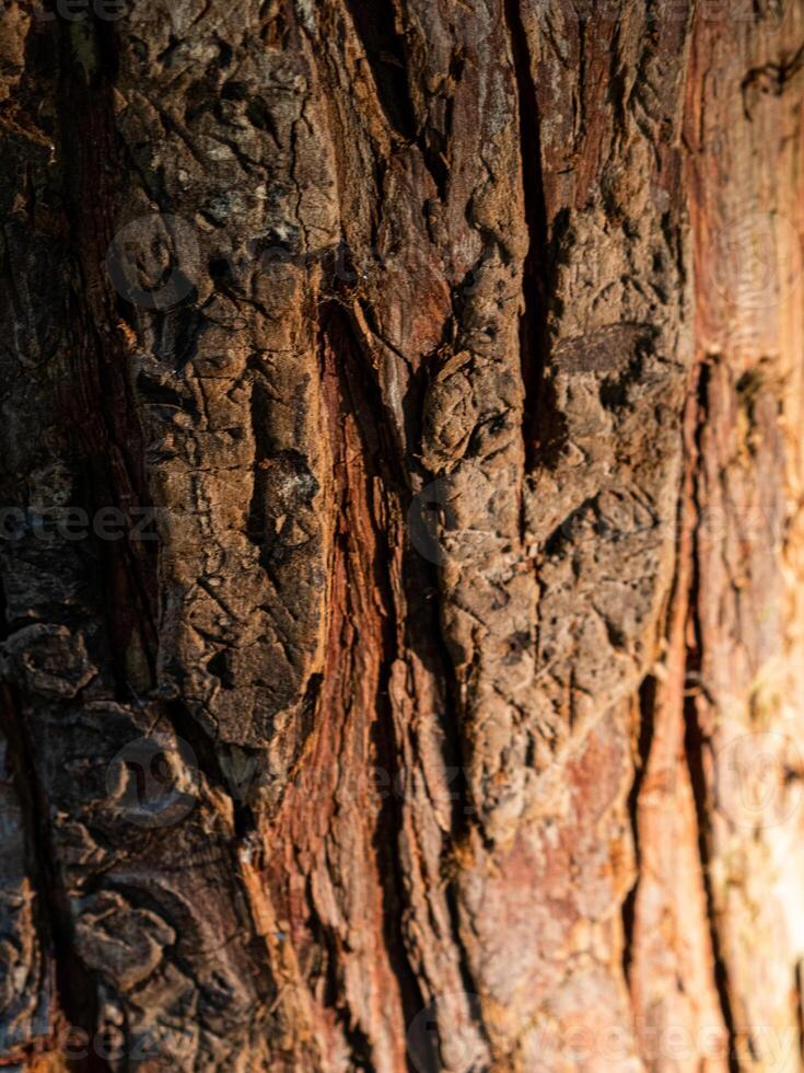 Brown tree bark in the sun texture photo