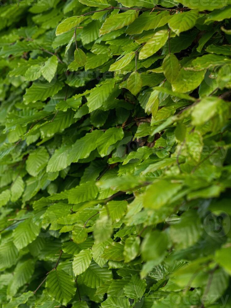 Green leaves on a bush texture photo