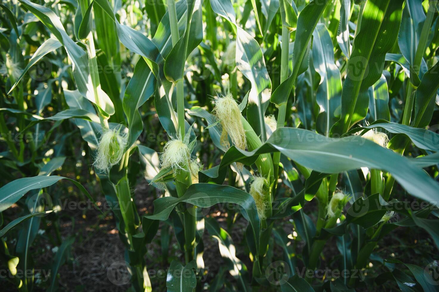 Green field of young corn under the sunlight photo